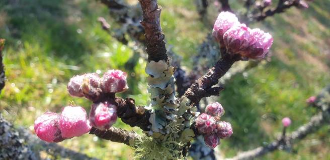 七吋桃娇嫩欲滴，迎着晨曦的朝露，在阳光下闪耀动人。(武陵农场提供)