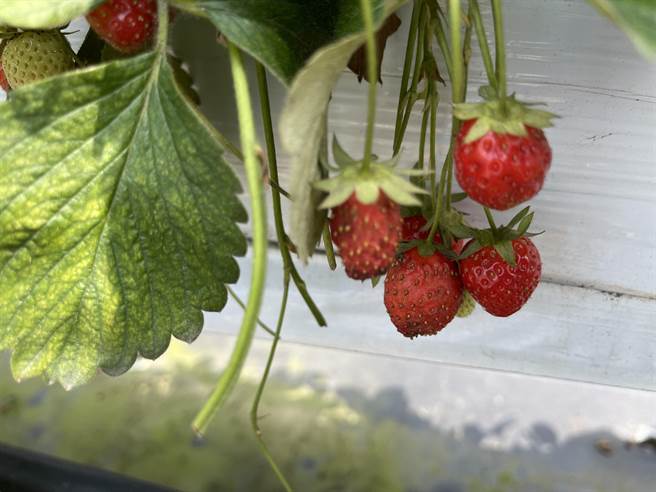 草莓寒流天然灾害现金救助，台中市今起受理申请。（台中市农业局提供）