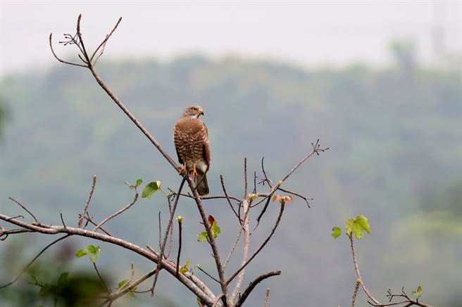 灰面鵟鹰又称南路鹰、清明鸟，是彰化县的县鸟，每年春分时期就会有超过2万只鹰群过境。（谢琼云摄）