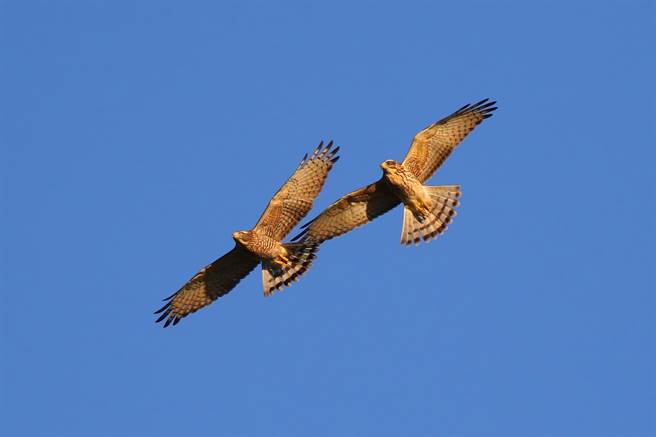 灰面鵟鹰又称南路鹰、清明鸟，是彰化县的县鸟，每年春分时期就会有超过2万只鹰群过境。（谢琼云摄）