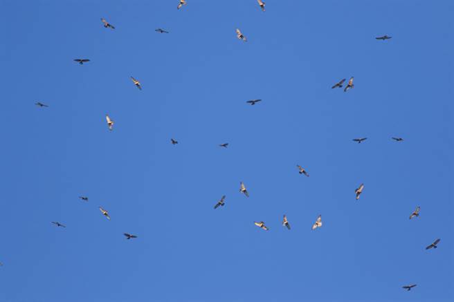 彰化县野鸟学会观测到过去两年，灰面鵟鹰数量翻倍爆增，春天时期南飞过境的数量达到3.8万只，几乎是从前的2倍。（参山风管处提供／谢琼云彰化传真）
