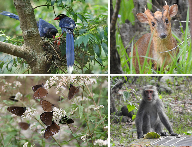扇平多元生态体系相当完整，3至4月走在自然步道或许能与山羌、蓝鹊及紫斑蝶来个不期而遇！(图片提供/扇平)