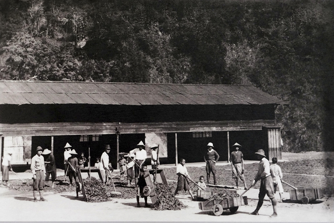 扇平曾是金鸡纳树主要栽植区，山坡地辟建梯田，现今林业会馆前的广场就是早期的晒皮场。(扇平提供 Cindy Lee翻拍)