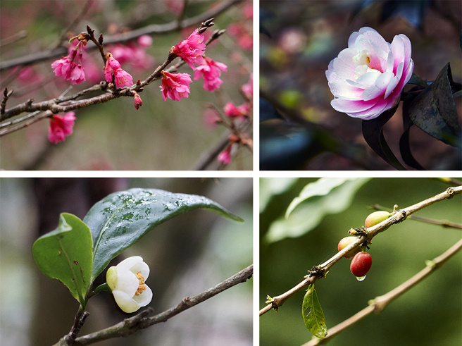 春天是扇平最缤纷的季节。(摄影/Cindy Lee)