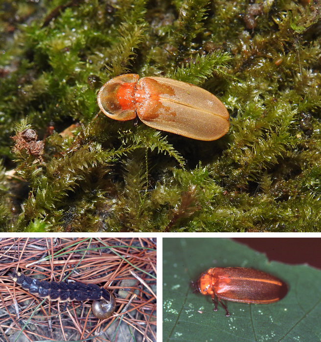 上图：橙萤。下左图：台湾窗萤的幼虫是陆生型，在捕食蜗牛。下右图：春季常见的大端黑萤。(图片提供/范义彬博士)