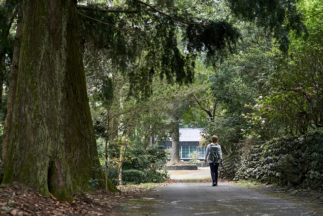 台湾肖楠、锡兰橄榄、菲律宾贝壳杉、印度紫檀等来自世界各地的树木绿荫成道，串连通往清幽葱郁的古道秘境。(摄影/Cindy Lee)