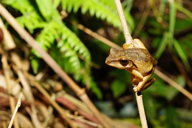 外来种「斑腿树蛙」因繁殖快速，严重危害新北八里、五股等地区生态，新北市农业局2012年着手与东华大学合作，强化八里挖子尾、莺歌碧龙宫、五股观音山的移除作业，去年度移除约600只成蛙，10年来移除近万只，有效控制繁衍。（农业局提供）