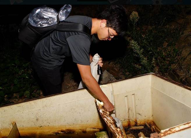 外来种「斑腿树蛙」因繁殖快速，严重危害新北八里、五股等地区生态，新北市农业局2012年着手与东华大学合作，强化八里挖子尾、莺歌碧龙宫、五股观音山的移除作业，去年度移除约600只成蛙，10年来移除近万只，有效控制繁衍。（农业局提供）