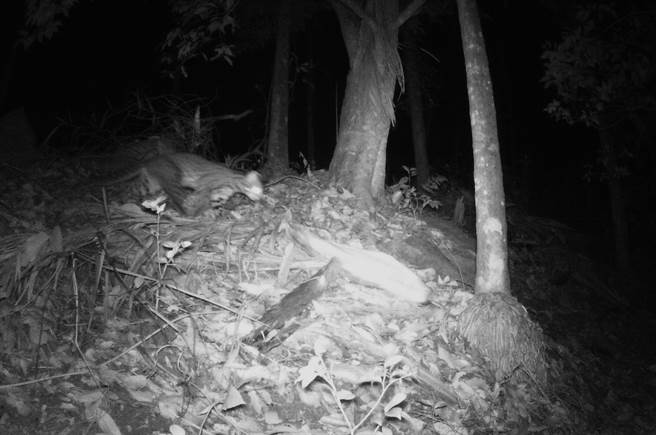 信义乡浊水溪畔人和部落，发现石虎踪迹。（南投林管处提供／廖志晃南投传真）