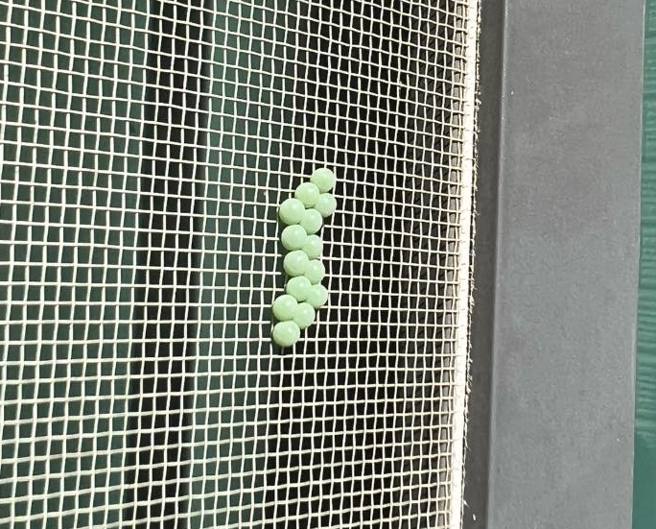 14颗大小一致的青绿色的球状物，看起来就像一串葡萄。（图／翻摄自脸书社团爆废公社）