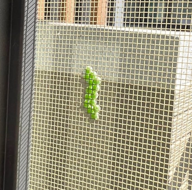 其实这是荔枝椿象的卵，若在居家环境中遇到，可以直接拿卫生纸捏死处理。（图／翻摄自脸书社团爆废公社）