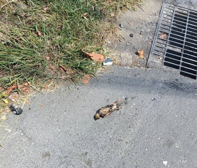 对于高雄市燕巢区与大社区15日再度停电，台电解释，这是因为鸟碰触带电设备造成碍子破裂而停电。（翻摄照片／林瑞益高雄传真）