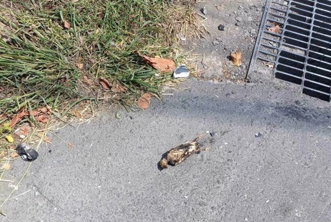 高雄市大社區和燕巢區昨天停電，經濟部長王美花說是因為動物意外碰觸。（圖／台電提供）