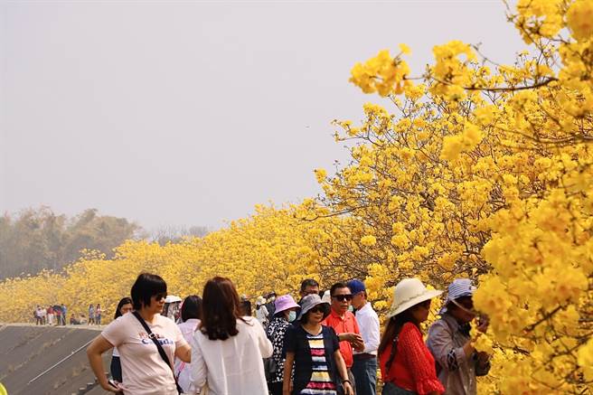 嘉義縣大林鎮陳井寮堤防黃花風鈴木吸引滿滿人潮賞花。（張亦惠攝）