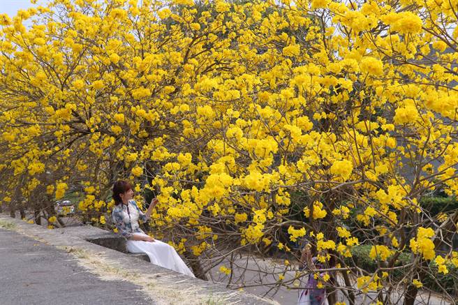 嘉義縣大林鎮陳井寮堤防黃花風鈴木吸引滿滿人潮賞花。（張亦惠攝）