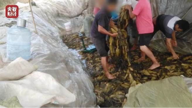 陸媒：讓人作嘔的土坑酸菜，是怎麼進入品牌速食麵。（大陸央視新聞）