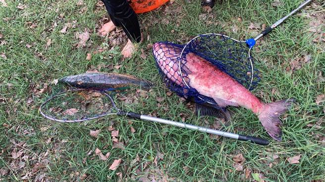 今天厂商人员捕到1只布满伤痕、已死亡的大头鲢鱼。（台南市政府提供／张毓翎台南传真）