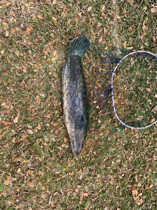 虽然今天人员只捞到1只，不过已确定景观湖中有鱼虎存在。（台南市政府提供／张毓翎台南传真）