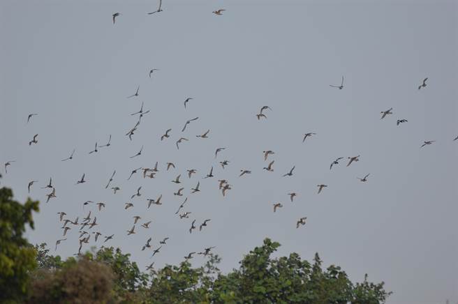 无人机闯入水雉园区，水鸟受惊吓乱飞。(水雉生态教育园区提供／刘秀芬台南传真)