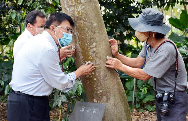 透过听筒感觉树木脉动，屏县府藉由听树的声音，朝植物友善城市目标迈进。（林和生摄）