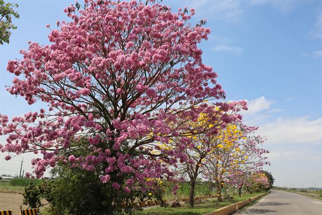 台南市善化区曾文溪堤防也有一段风铃木花道，130棵红花、黄花风铃木相间，绵延约1.3公里。（刘秀芬摄）