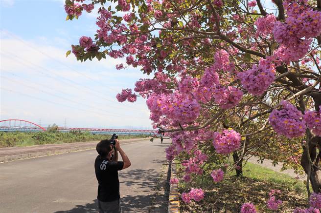 台南市善化区曾文溪堤防也有一段风铃木花道，130棵红花、黄花风铃木相间，绵延约1.3公里。（刘秀芬摄）