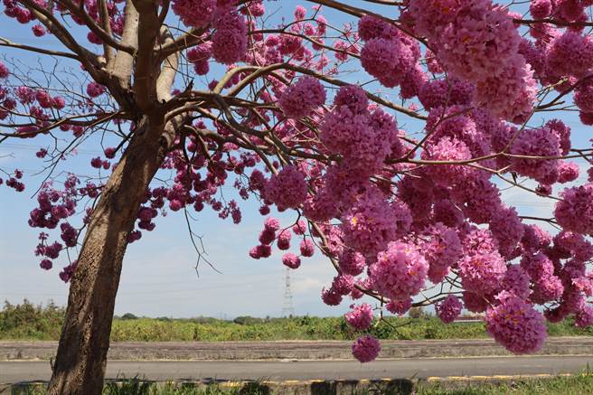 台南市善化区曾文溪堤防也有一段风铃木花道，130棵红花、黄花风铃木相间，绵延约1.3公里。（刘秀芬摄）