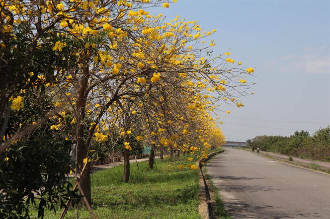 台南市善化区曾文溪堤防也有一段风铃木花道，130棵红花、黄花风铃木相间，绵延约1.3公里。（刘秀芬摄）