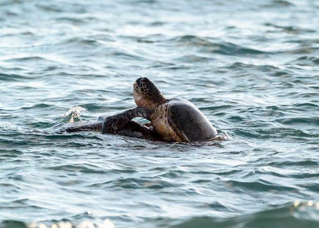 1对绿蠵龟情侣在海面上交配，兰屿乡公所秘书陈建逢幸运拍下珍贵生态画面。（陈建逢提供）