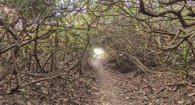 桃园的海岸线受到季风、洋流冲蚀，过去30年来海岸线平均倒退近200公尺，市府以5年为期造林10万棵树，守护桃园海岸。（蔡依珍摄）