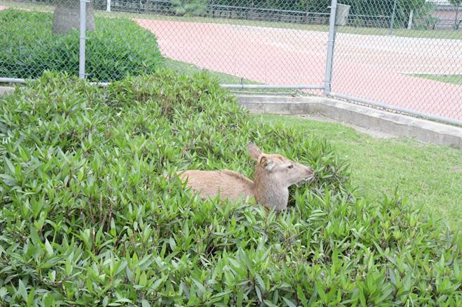 鹿港生态公园拆掉围墙后，灌木草丛很容易就看到梅花鹿。（ 吴敏菁摄）