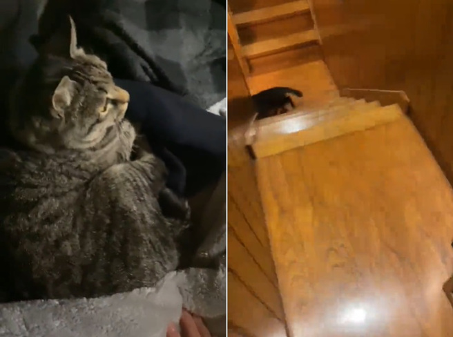 貓咪察覺地震瞬間秒逃，主人還待在二樓，隨即發生更大搖晃。（圖／翻攝推特World Updates Live）