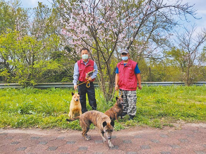 新北市动保处欢迎民眾携带毛宝贝到三芝动物之家，遛狗兼赏樱，3月底前来，宠物还能免费施打狂犬病疫苗。（新北市动保处提供／陈慰慈新北传真）