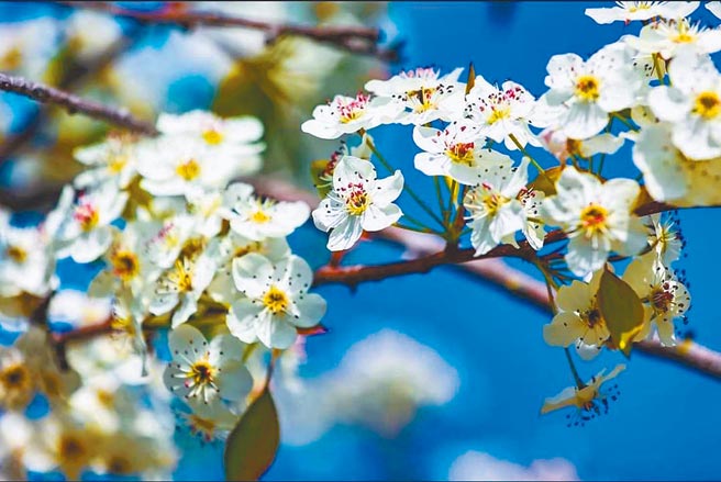 三月金門豆梨花盛開。（金門縣政府提供）