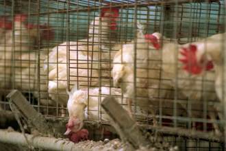 缺蛋危機未解 美爆禽流感雞肉恐短缺1萬噸「靠國產填補」