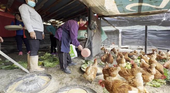 台東縣延平鄉永康部落文健站長者以蔬果飼養土雞，雞蛋不漲價。（民眾提供／蔡旻妤台東傳真）