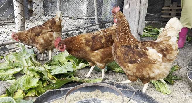 台東縣延平鄉永康部落文健站長者以蔬果飼養土雞，雞蛋不漲價。（民眾提供／蔡旻妤台東傳真）