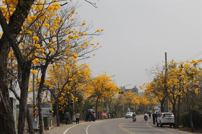 芬园最美黄金大道，5公里黄金风铃木大爆发了。（吴敏菁摄）