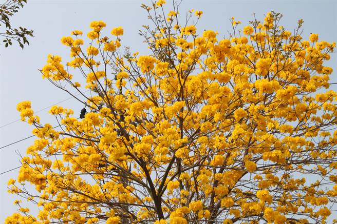 芬园最美黄金大道，5公里黄金风铃木大爆发了。（吴敏菁摄）