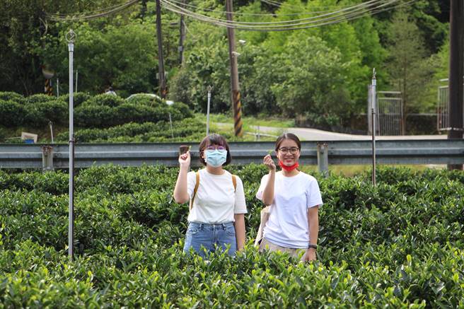 「2022三峡绿茶季」推出系列活动，4月的「茶与客家」的轻旅行，将带领游客到茶园中体验採茶与制茶的过程。（新北市客家局提供）