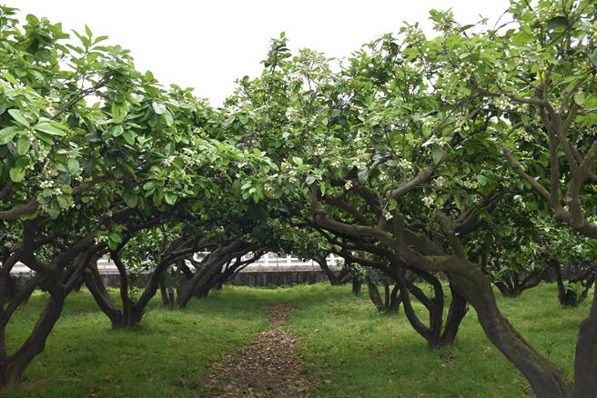 西湖鄉知名的水通伯柚子園柚花已開始綻放。（謝明俊攝）
