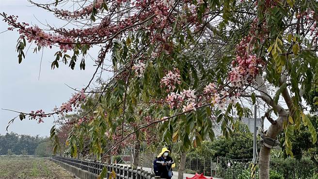 3、4月是台南市西港区金砂里花旗木的花季，目前花开达2成。（张毓翎摄）