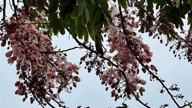 3、4月是台南市西港区金砂里花旗木的花季，目前花开达2成。（张毓翎摄）