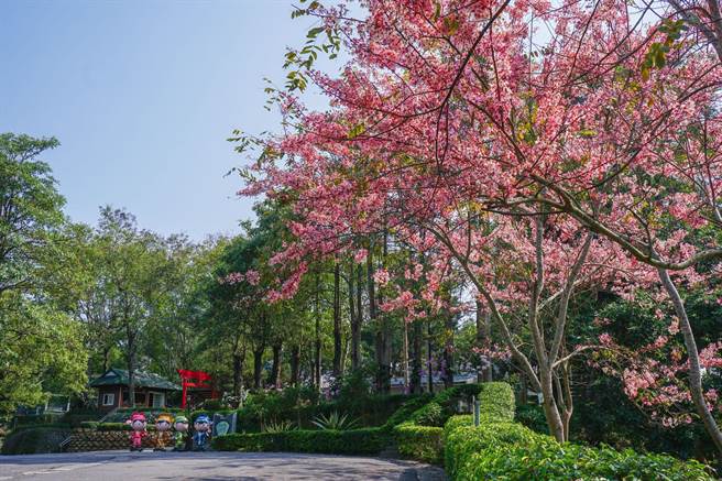 台南市柳营区尖山埤江南渡假村近200株的花旗木也陆续绽放，园方即日起至4月10日举办IG摄影比赛。（尖山埤江南渡假村提供／张毓翎台南传真）