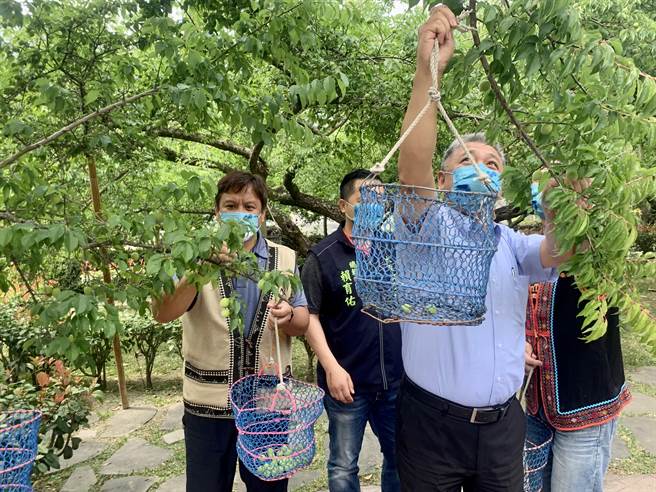 今年梅子大丰收，欢迎体验採果乐趣。（廖志晃摄）