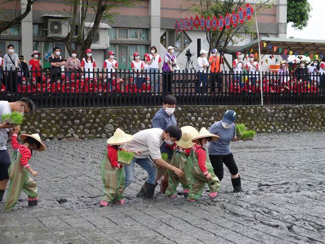 罗东镇立幼儿园在110学年度第2学期特别规画「食农教育～爱稻永远」系列课程，让120位大班幼儿偕同家长，在今日（17日）第1次展开亲子插秧活动。（罗东镇公所提供／吴佩蓉宜兰传真）