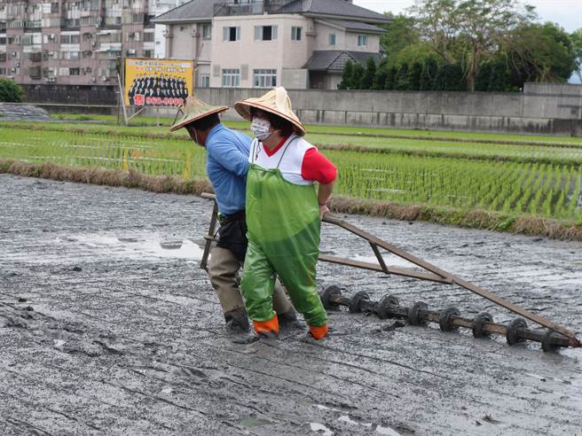 罗东镇立幼儿园在110学年度第2学期特别规画「食农教育～爱稻永远」系列课程，让120位大班幼儿偕同家长，在今日（17日）第1次展开亲子插秧活动。（罗东镇公所提供／吴佩蓉宜兰传真）