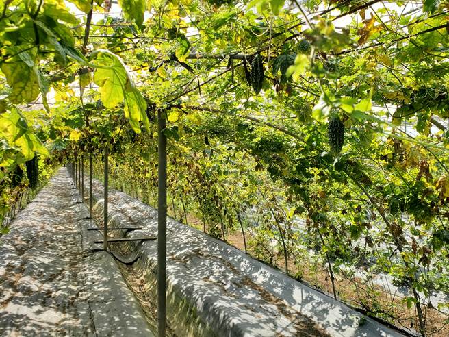 吴秋荣研发的亚管隧道式瓜棚，颱风天不怕苦瓜被摧残殆尽，叶子被破坏，根还在，颱风过后很快就能继续生产。（周丽兰摄）