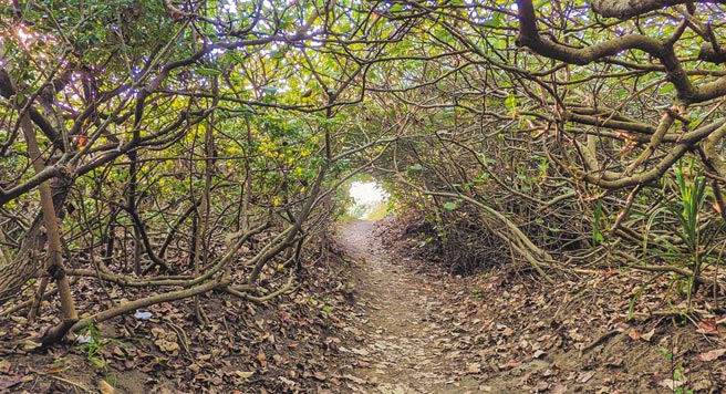 桃园的海岸线受到季风、洋流冲蚀，过去30年来海岸线平均倒退近200公尺，市府将以5年为期造林10万棵树，守护桃园海岸。（蔡依珍摄）