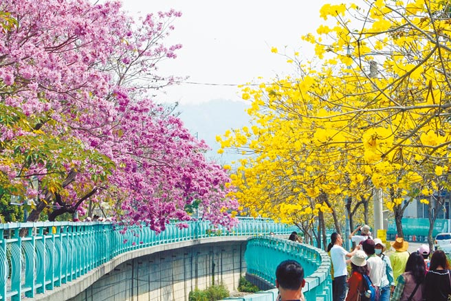 南投市福岡路水圳兩旁洋紅與黃金紅黃雙色風鈴木盛開，民眾賞花大飽眼福紅黃雙色一次滿足。（吳建輝攝）